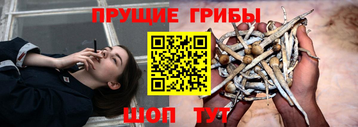 Богданович  Псилоцибиновые грибы MAGIC MUSHROOMS  Вход с VPN 